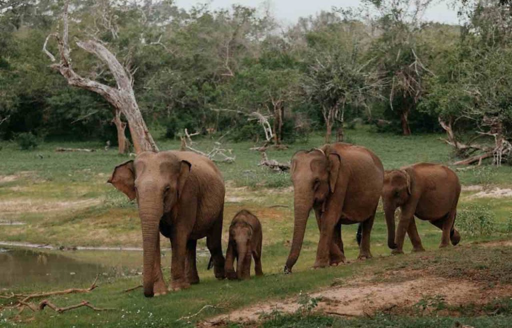 Sri Lanka -1