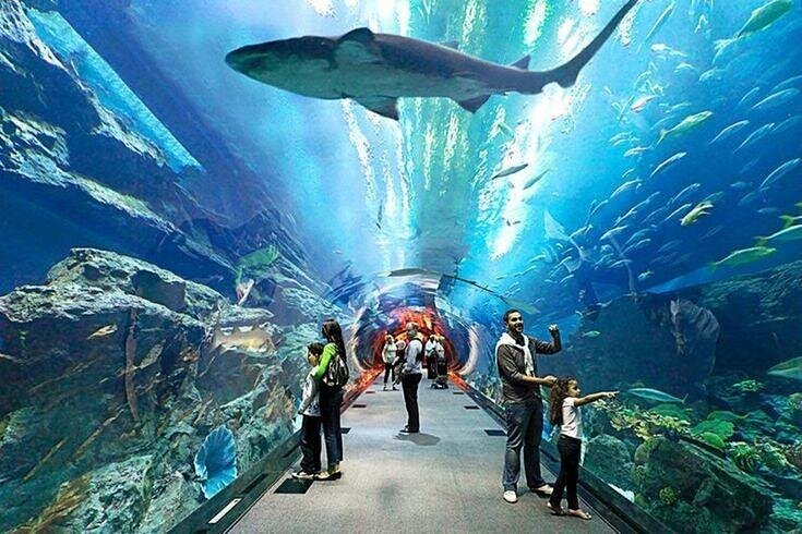 Dubai Aquarium - 1