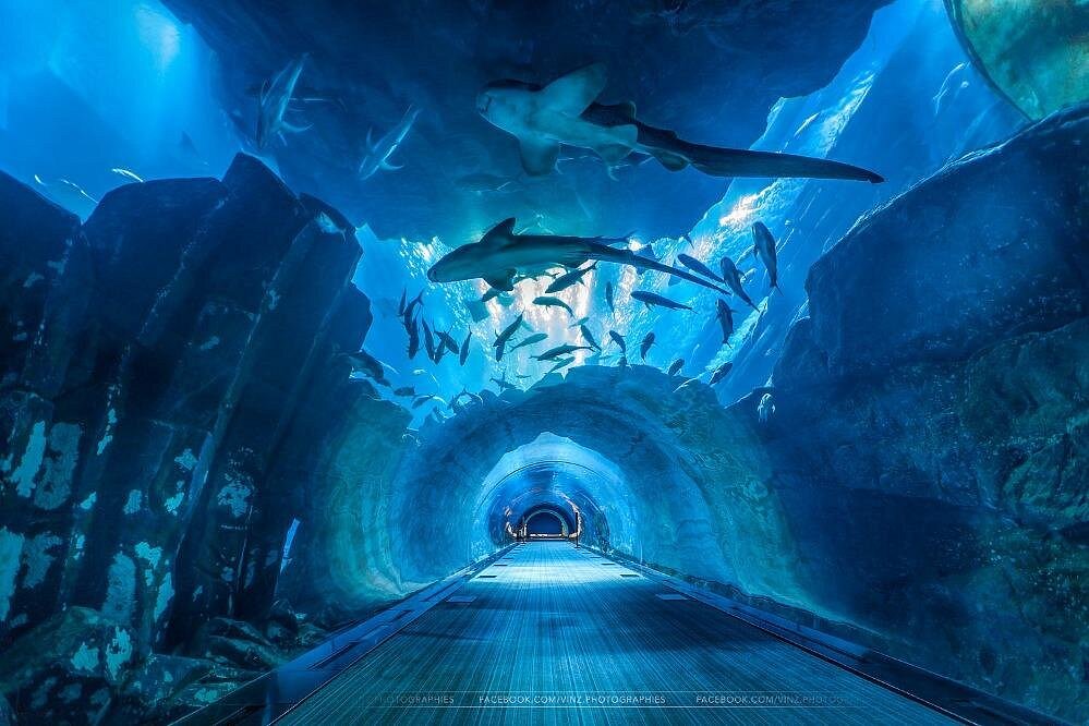 Dubai Aquarium - 3
