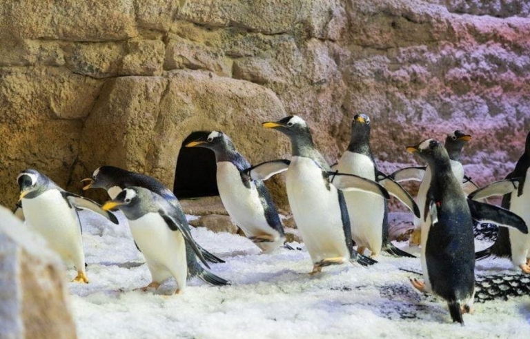 Dubai Aquarium - Category