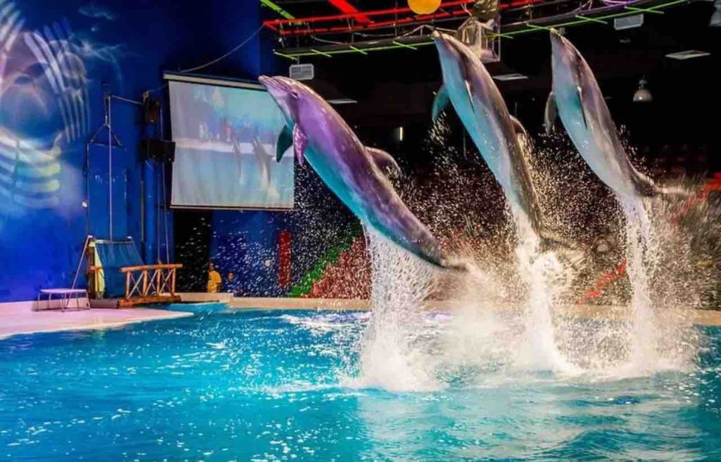 Dubai Dolphinarium - 1
