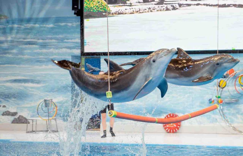 Dubai Dolphinarium - 2