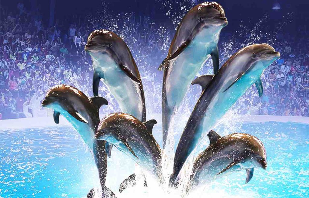 Dubai Dolphinarium - 3